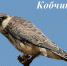 Кобчик - символ 2021 года - Краеведческий музей